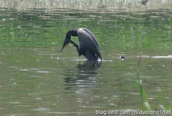 沙河水鸟乐拍 沙河水鸟乐拍