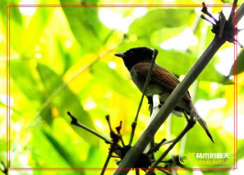 鈥溎袢蒜澋木适澜纭菊掌
