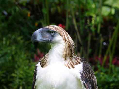 天生猎手：非猛禽类猎手之二（雀鸟也是屠夫——伯劳）