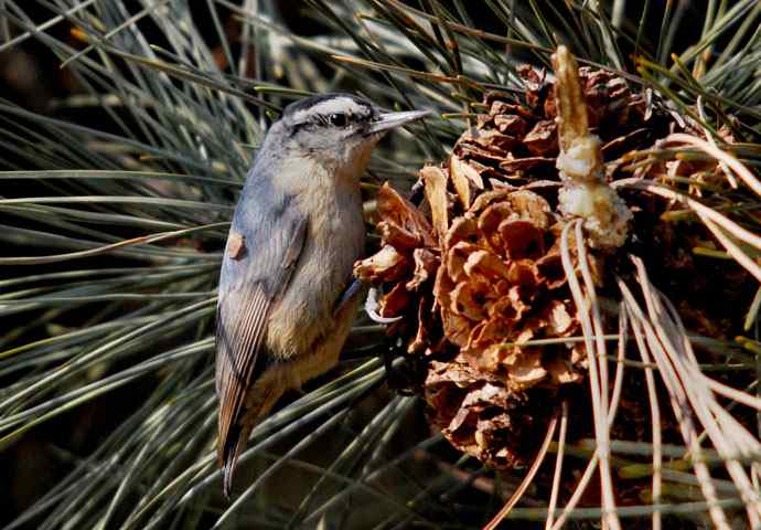 北京植物园赏鸟（五），黑头（组图）