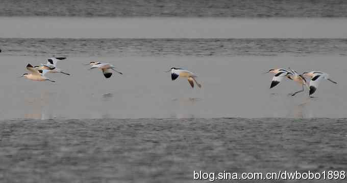 初冬北戴河观鸟