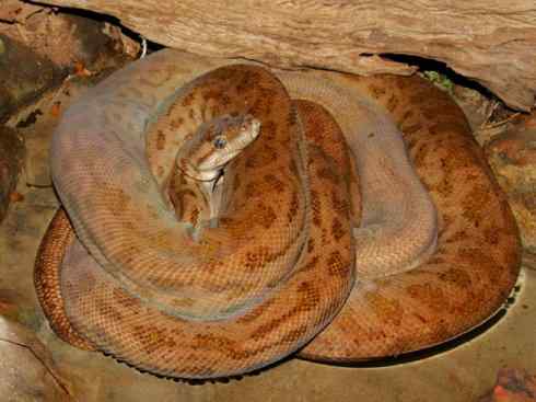 龙：传说的兽原型探秘（树蟒类）