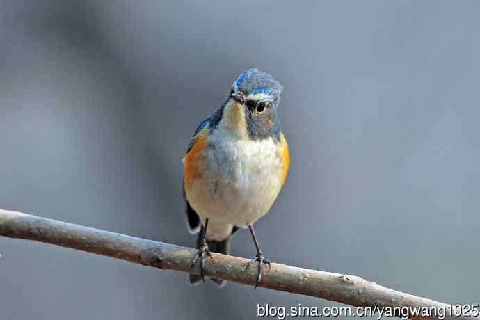 雄性红胁蓝尾鸲（29）