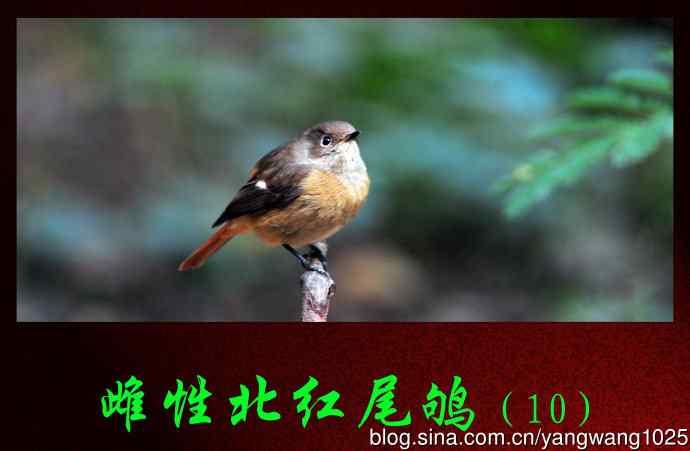 雌性北红尾鸲（10）