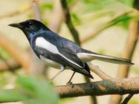 雀鸟也彪悍：谁怕谁（鹊鸲）