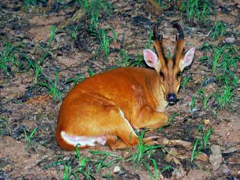 麒麟：传说的兽原型探秘（麂）
