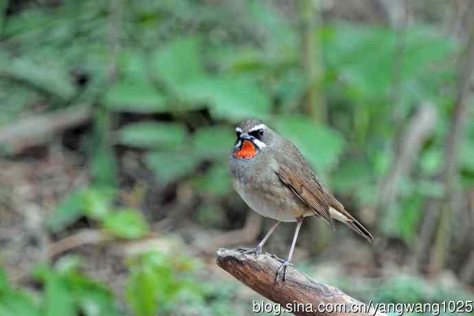 雄性红喉歌鸲（11）