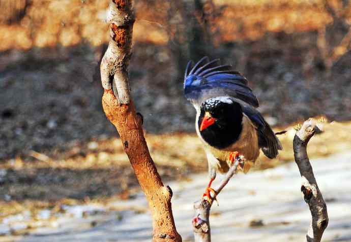 红嘴蓝鹊（10）