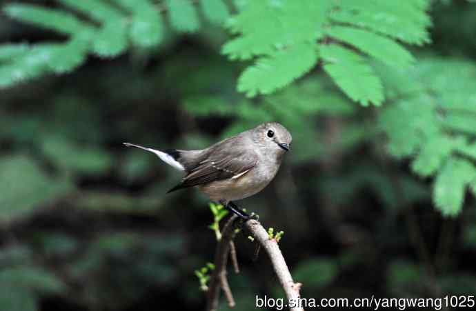 红喉姬鹟(22) 红喉姬鹟(22)