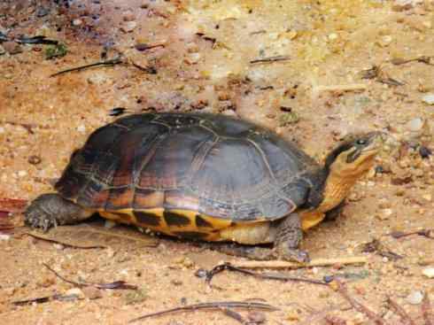 玄武：传说的兽原型探秘（潮龟）