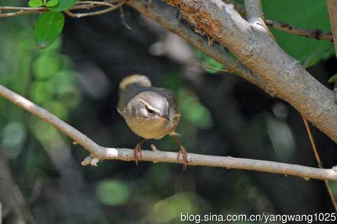 褐柳莺(7) 褐柳莺(7)