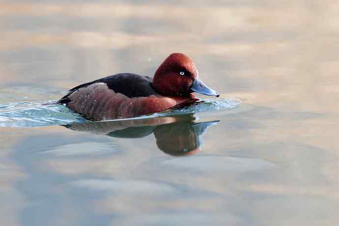 稻香湖的潜鸭☆