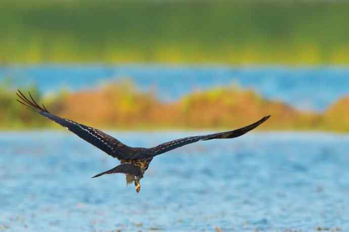 背影（野鸭湖黑耳鸢）