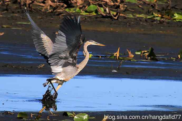 大蓝鹭（7）