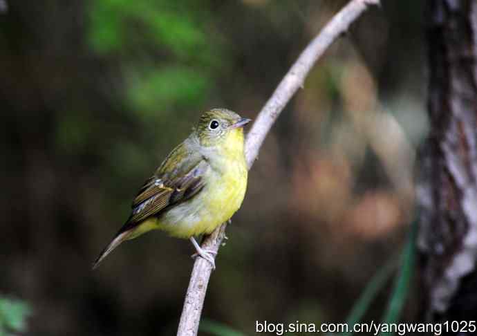 雌性绿背姬鶲（1）