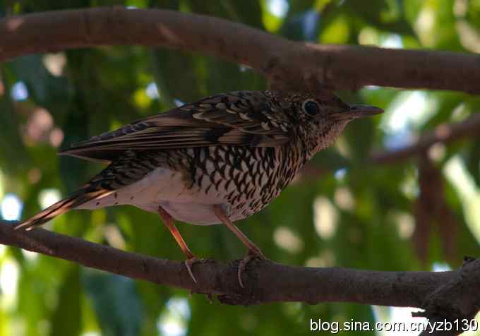 深圳拍鸟新纪录(4)鈥斺敾叩仞矗ㄗ橥迹 深圳拍鸟新纪录(4)鈥斺敾叩仞矗ㄗ橥迹