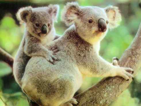 动物世界：山寨还是原创之十二