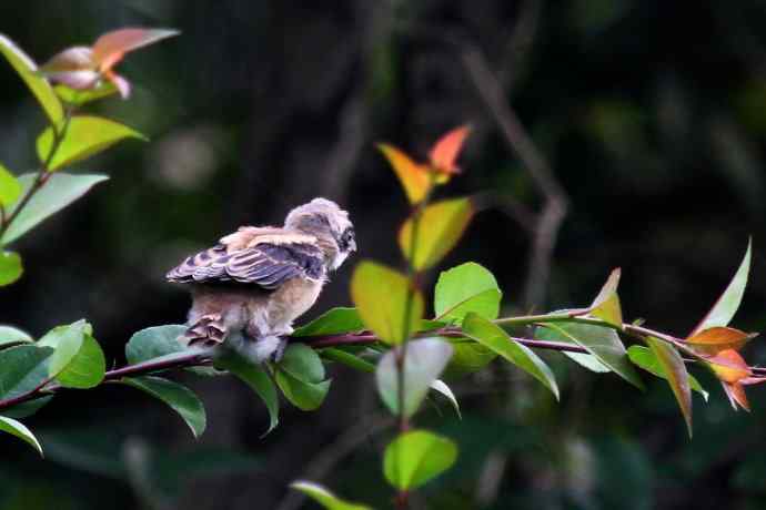 200.伯劳雏鸟上树危机四伏