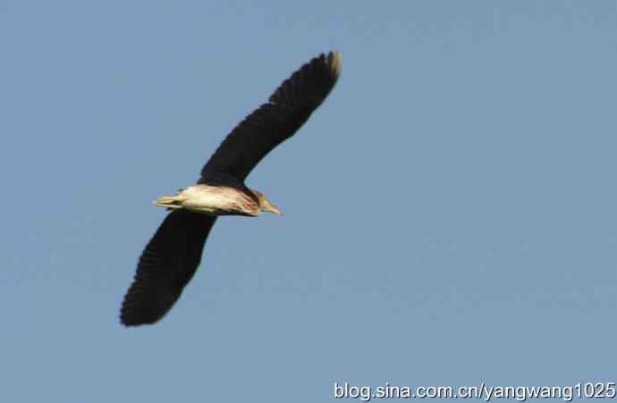 飞（夜鹭） wbr3