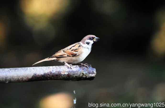 北京天坛公园的鸟类——喝水的麻雀