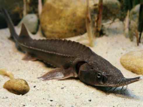 鱼类活化石：中华鲟