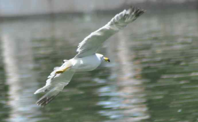 海鸥与打架的鸿雁 海鸥与打架的鸿雁