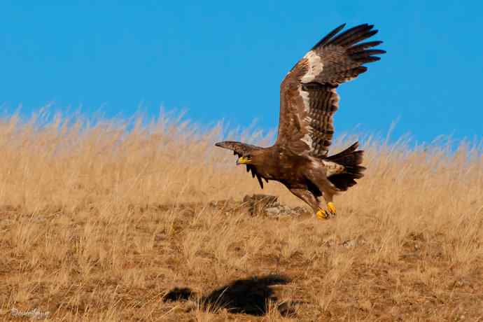 高坡上的草原雕