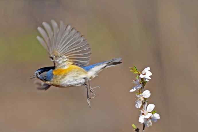 雄性红胁蓝尾鸲（6）