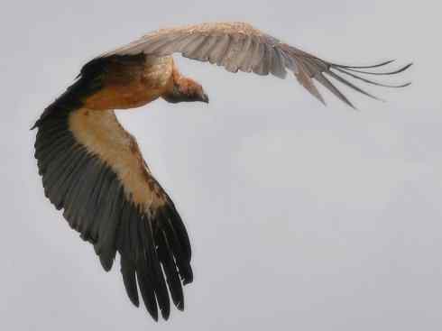 另类鸟类建筑师之一（白鹳、秃鹳）