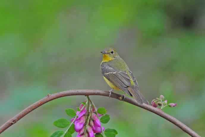 雌性绿背姬鶲(12) 雌性绿背姬鶲(12)