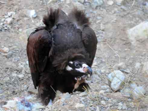 鸟类之最:大秃鹫