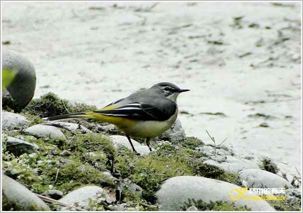 鈥湸蚰疋澦嫦搿菊掌