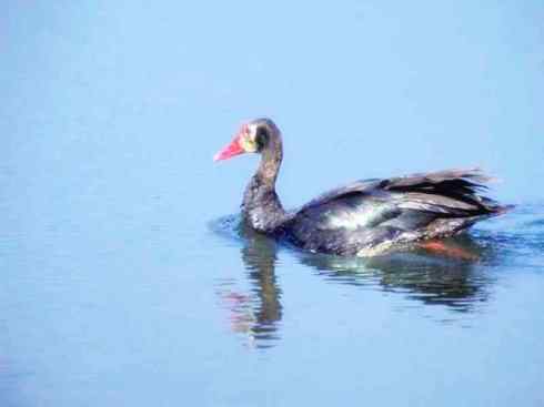 猎奇：十大奇异的雁鸭之二（草雁、埃及雁、绿翅雁、距翅雁、黑头鸭）