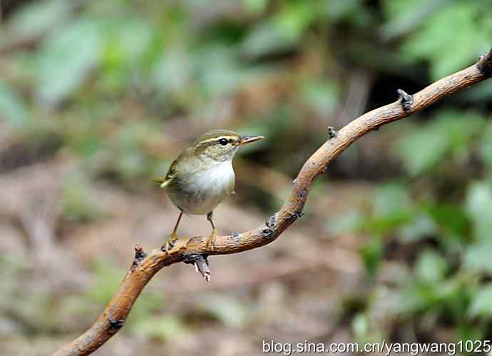 极北柳莺（枝头）2
