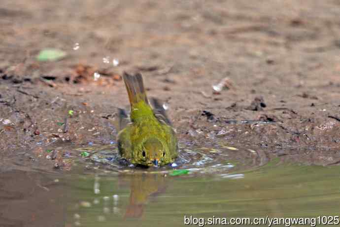 洗浴的绿背姬鶲