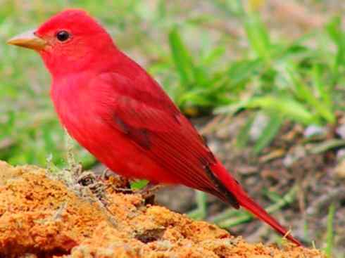 极品红色鸟类:玫红比蓝雀 极品红色鸟类:玫红比蓝雀