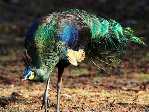 凤凰：传说中的鸟原型探秘（孔雀）