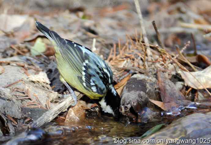 北京植物园的鸟类——溪流冬浴