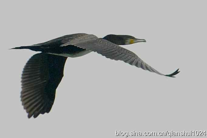 鸟儿快乐.人更快乐(沙河.奥体公园)