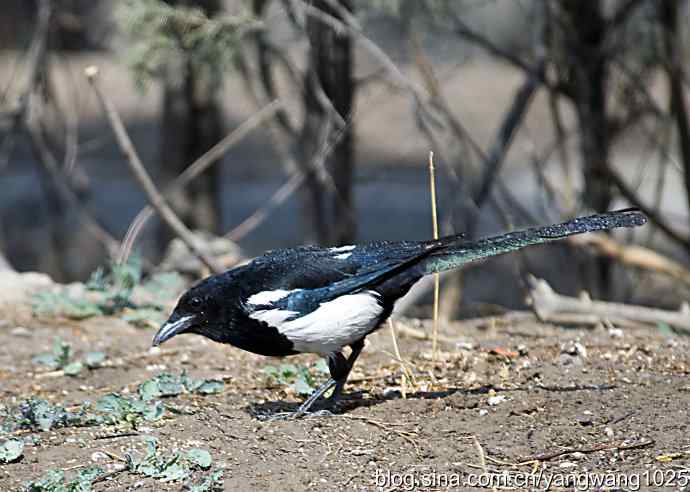 舒适的淋浴（花喜鹊）