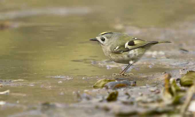 盗版戴菊（组图）