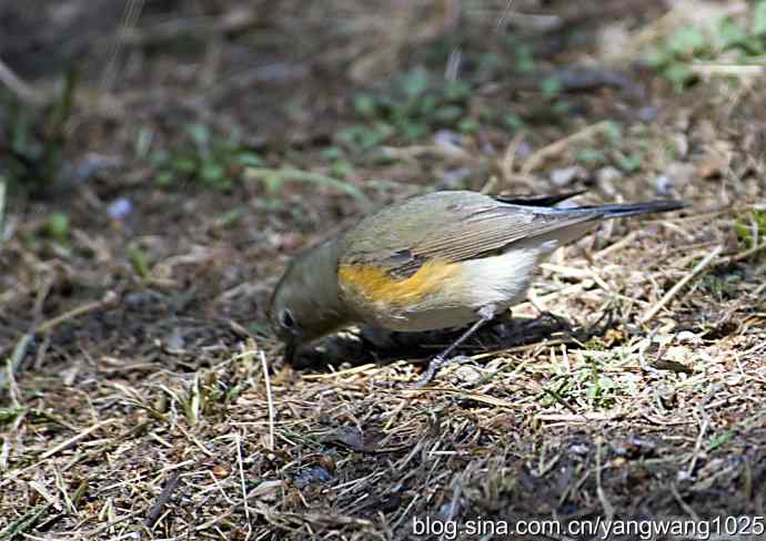 自然和谐的日坛公园（雌性红胁蓝尾鸲）