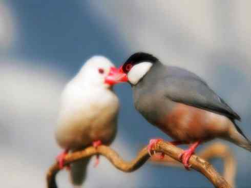 家禽驯化之源之十七