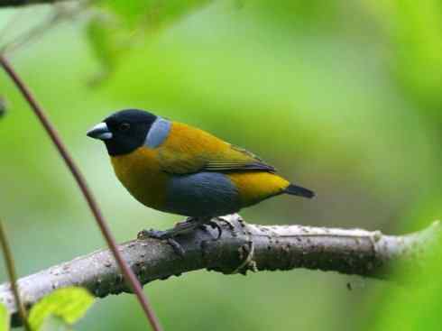 极品红色鸟类：红艳织雀