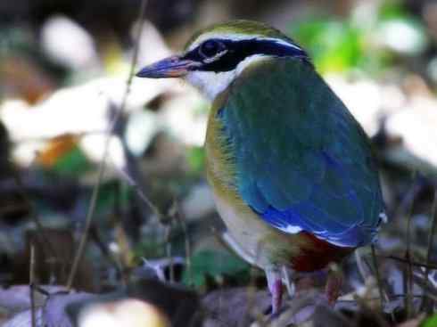 美丽无罪：雀鸟之八色鸫