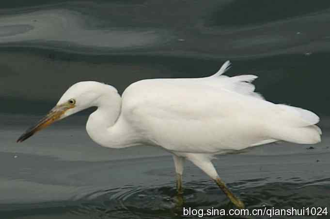 沙河水库.今天只拍到白鹭