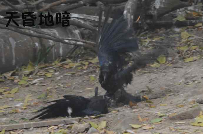 北京动物园的鸟类——争斗