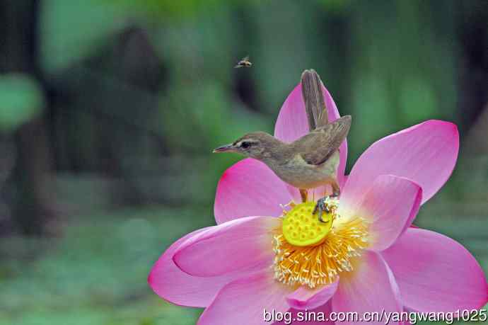 东方大苇莺与荷花(5) 东方大苇莺与荷花(5)