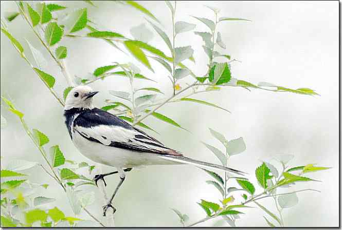  点击图片或使用键盘← →翻页