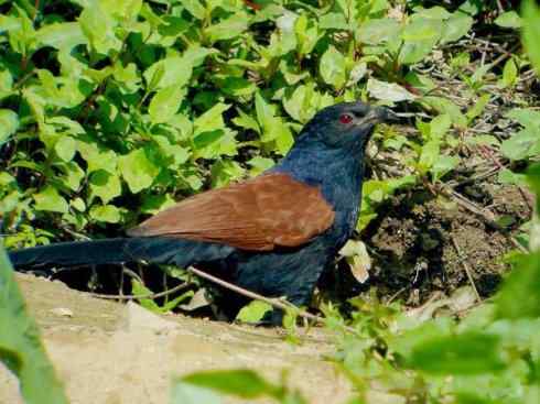 天生猎手：非猛禽类猎手之四（荒漠猎手走鹃）